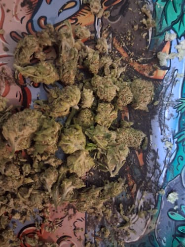 Customer photo review of Blueberry Pancakes - Bulk Littles - Hybrid