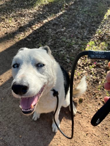 Angela H. review of Soft Rope Slip Lead 8mm image 1 out of 4