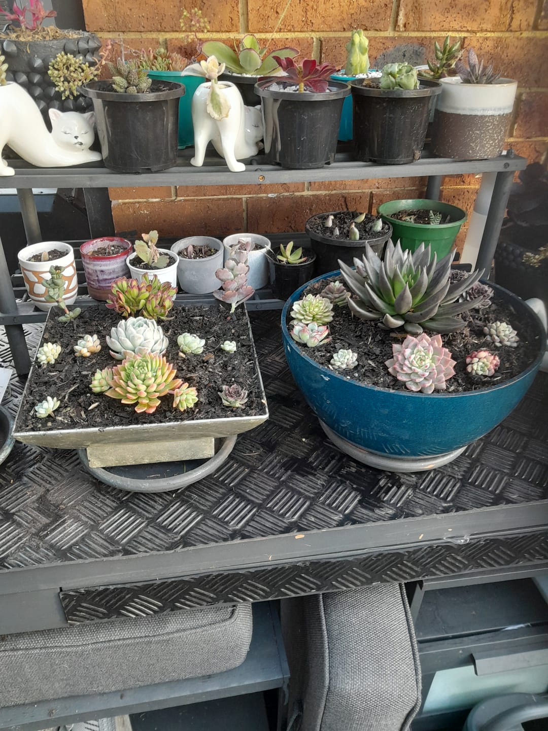 Customer photo review of Bulk Mixed Succulent Value Packs