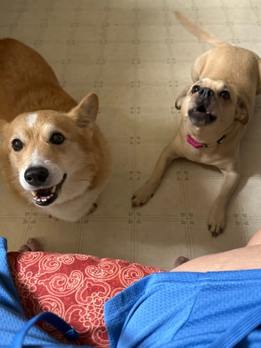 Customer photo review of FurLife™ 12 Months Flea and Tick Free