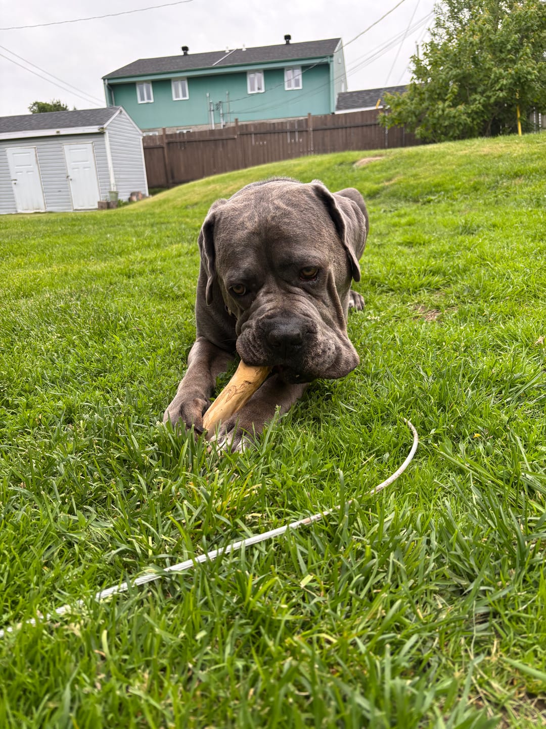 Customer photo review of Livora - Os à mâcher en bois de café pour chien