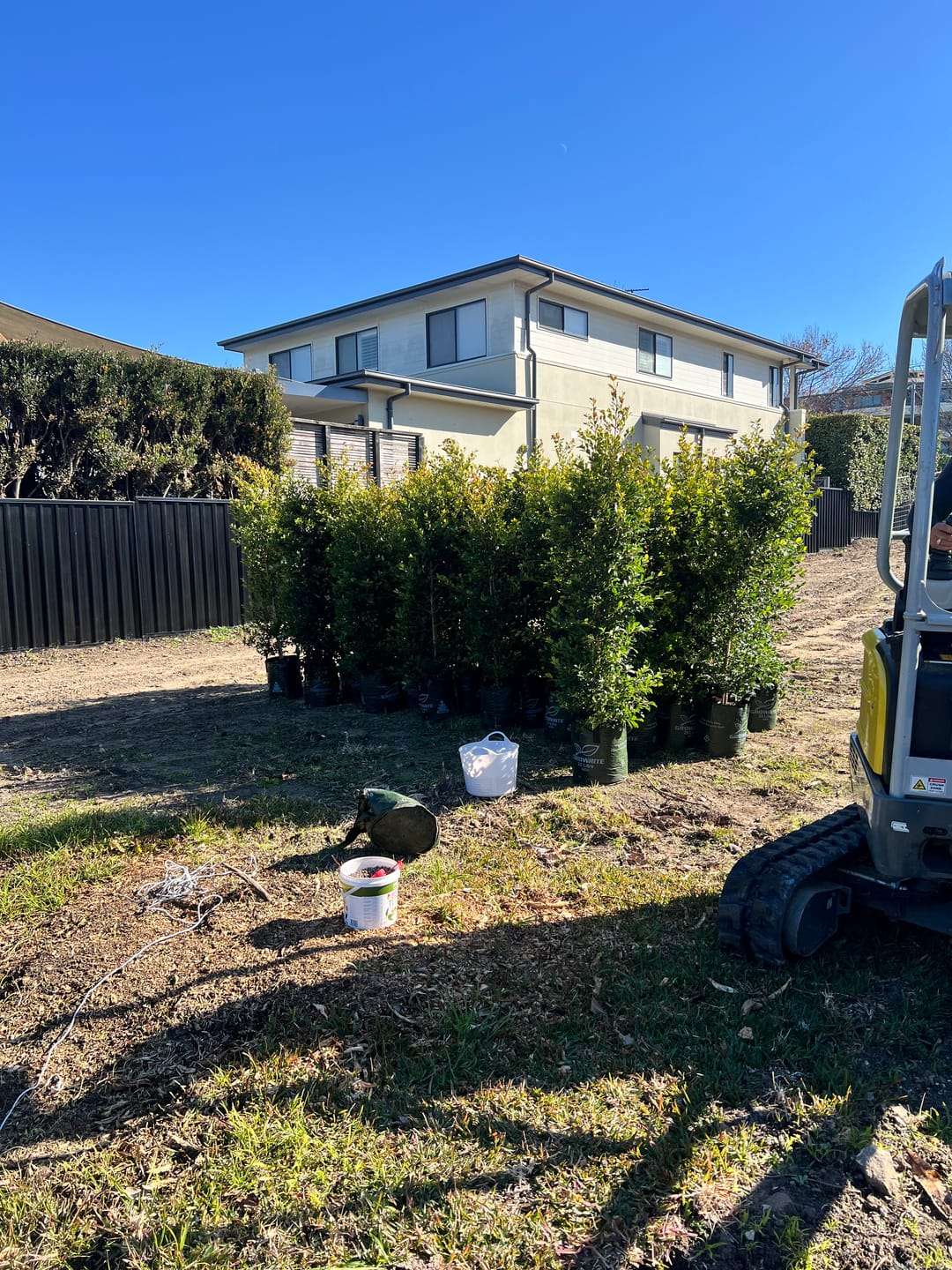 Customer photo review of Lilly Pilly Resilience - Syzygium australe 'Resilience'