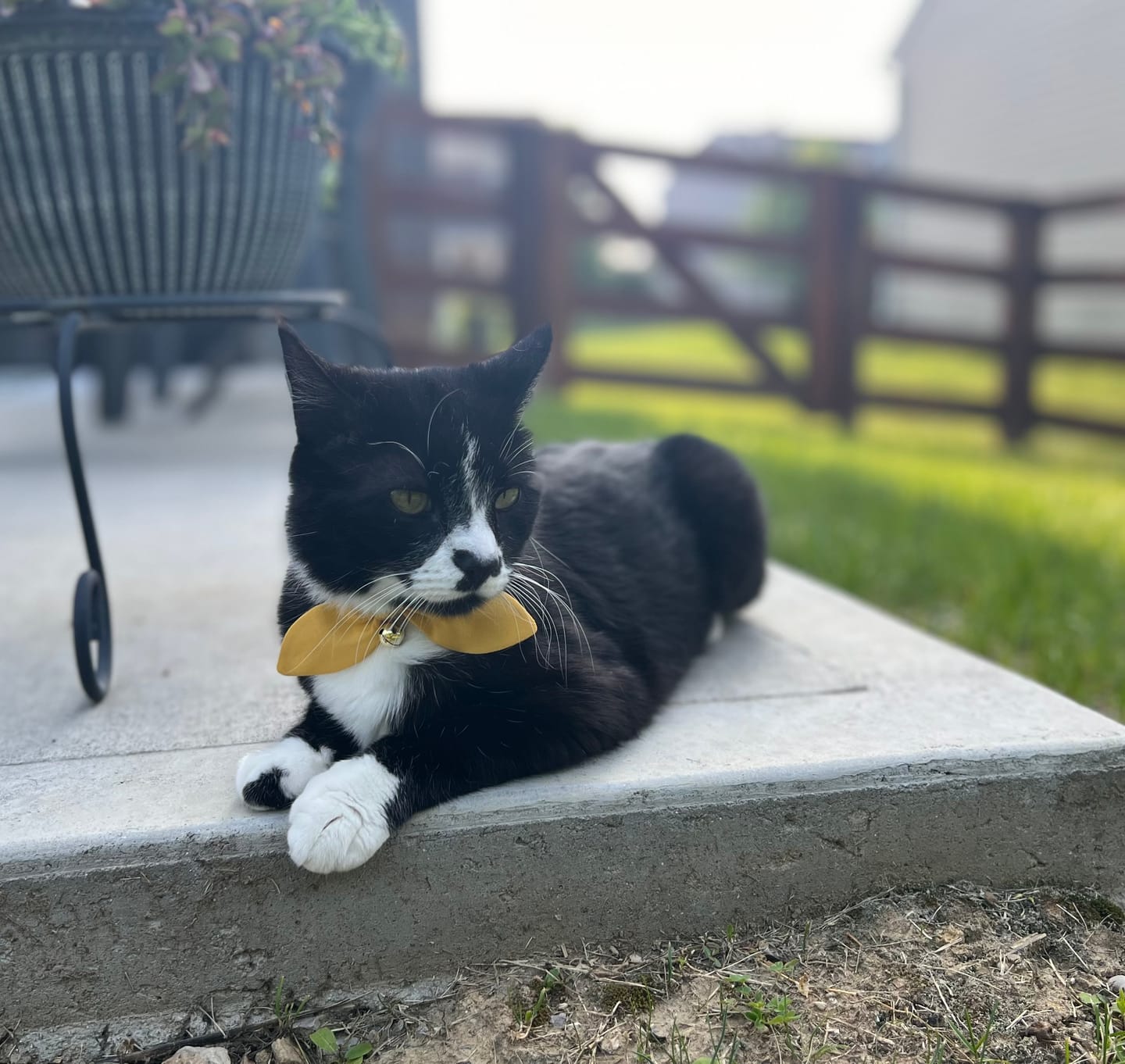 Customer photo review of Mustard Yellow Bow Cat Collar