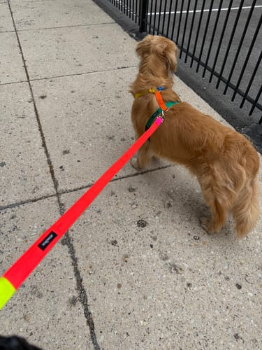 Customer photo review of Memphis Harness