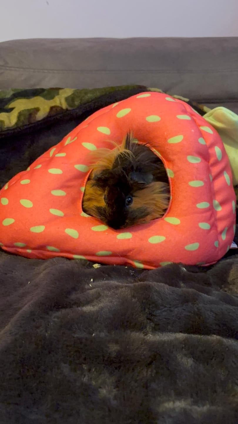 Customer photo review of Hidey House | Strawberry