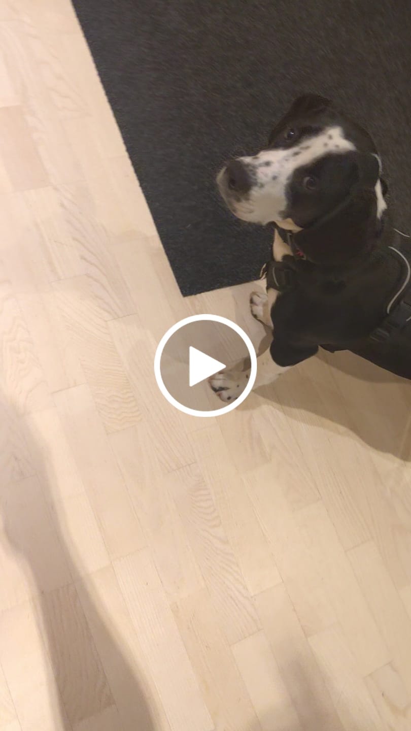 Customer video review of Anti Pull Harness | With Handle & Lighter | Hurricane Harness - Black