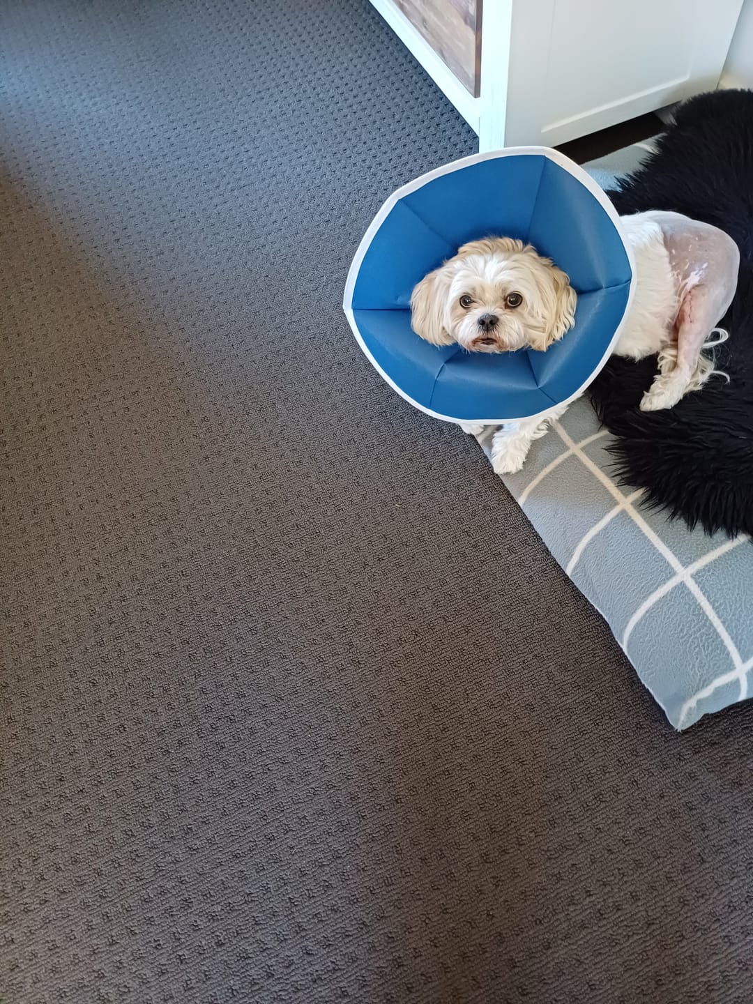 Customer photo review of PaWz Indoor Dog Steps for Bed - Foldable