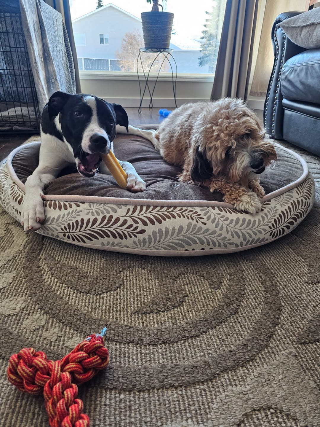 Customer photo review of Himalayan Yak Chew (MEDIUM)