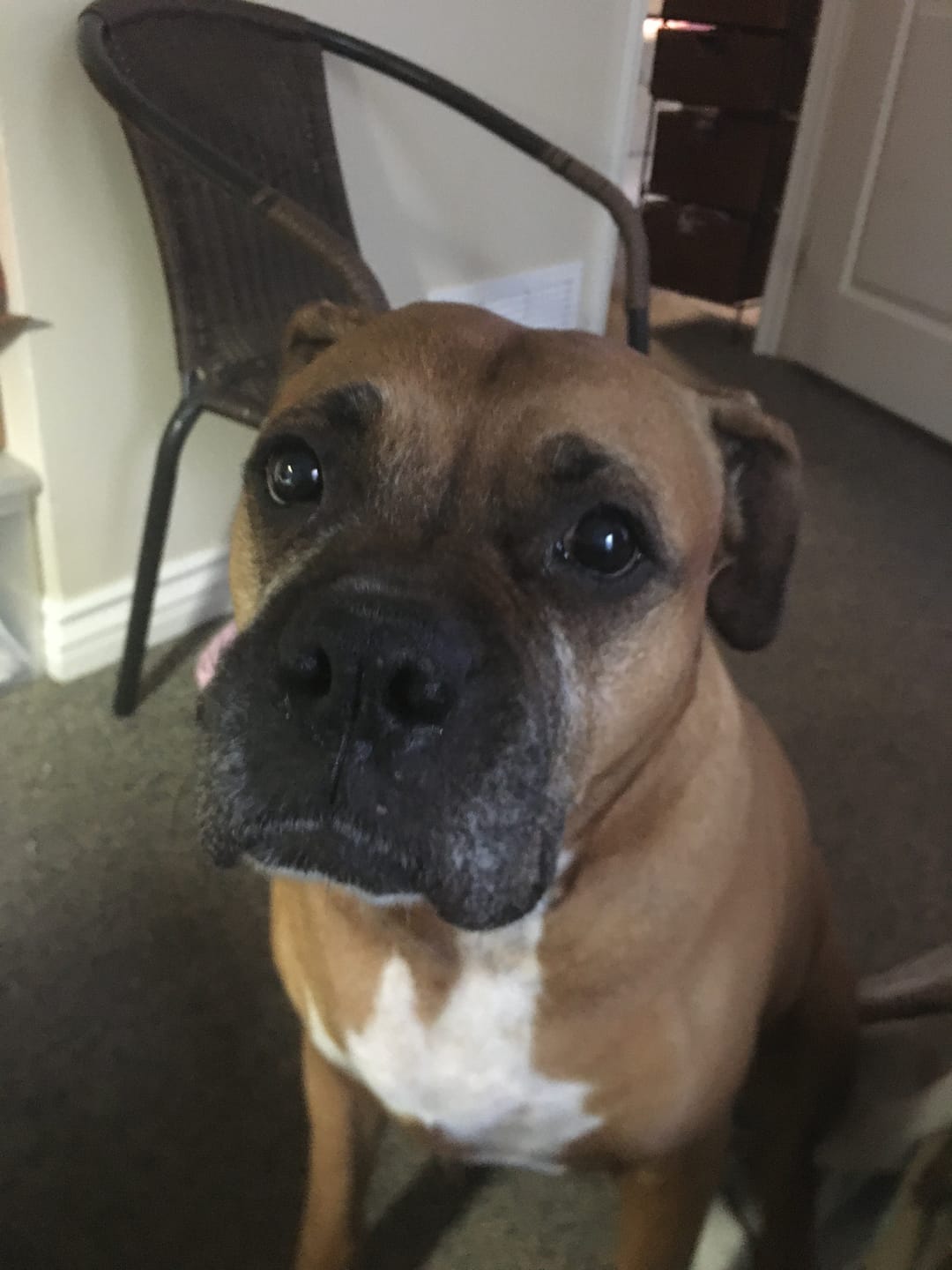 Customer photo review of CBD Oil for Dogs | Full Spectrum Hemp