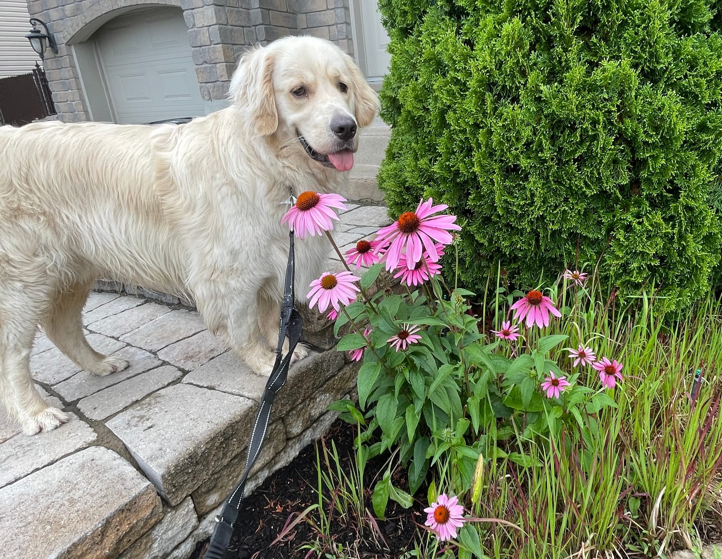 Customer photo review of PetKind - Nourriture Protéine Animale Unique Nourriture pour chien