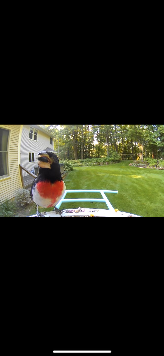 Customer photo review of Birdfy Feeder with Solar Panel - Solar Powered Bird Feeder Camera