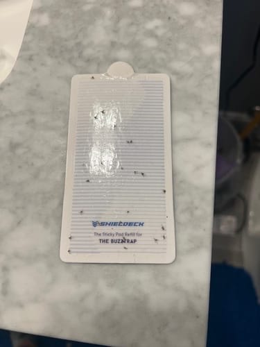 Customer photo review of Shieldeck® BuzzTrap – Smart Indoor UV Trap for Flies, Gnats, Mosquitoes, Fruit Flies & More