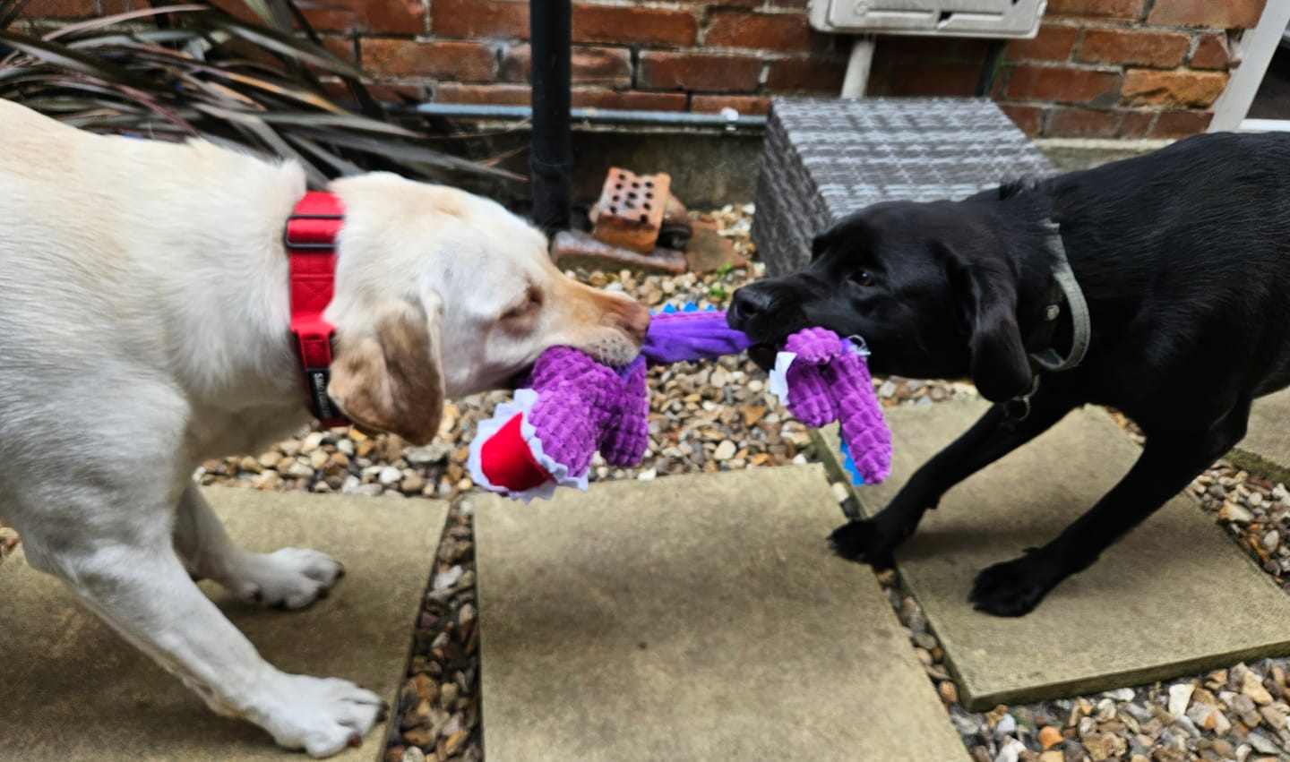Customer photo review of 4cm Combat® Collar | Handle & Rated Clip - Red