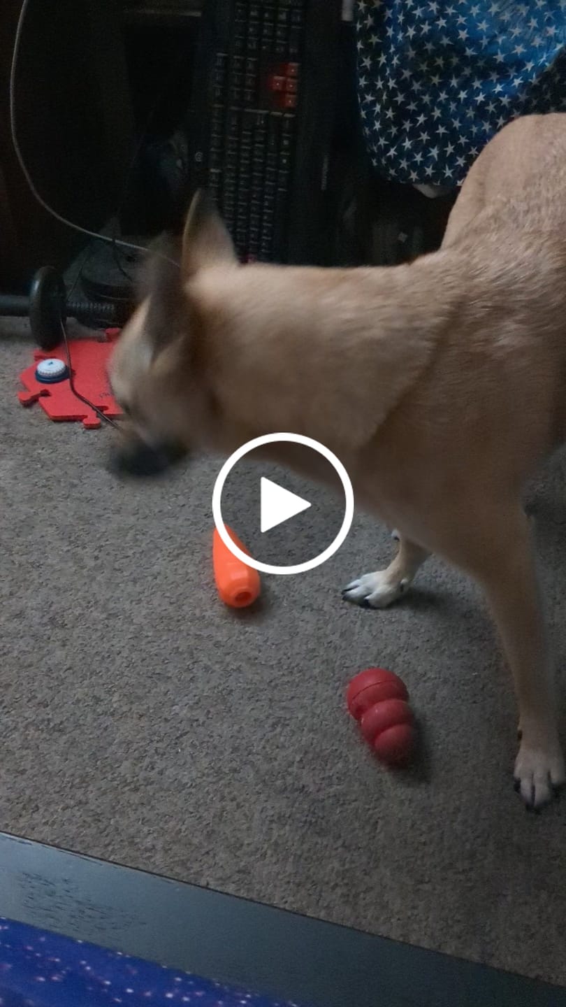 Customer video review of Treat Holding Fruits and Veggies