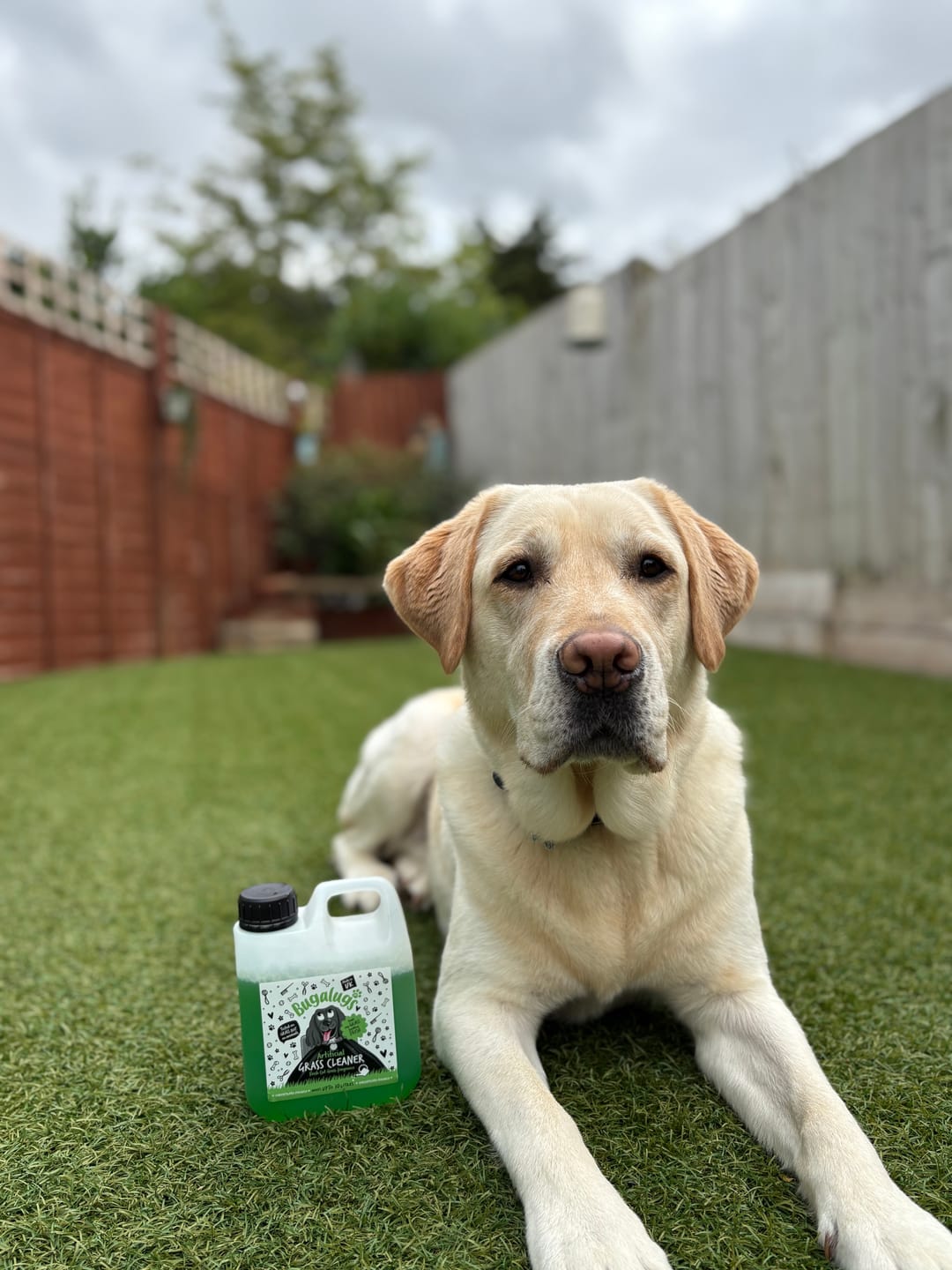 Customer photo review of Artificial Grass Cleaner in Fresh Cut Grass Fragrance