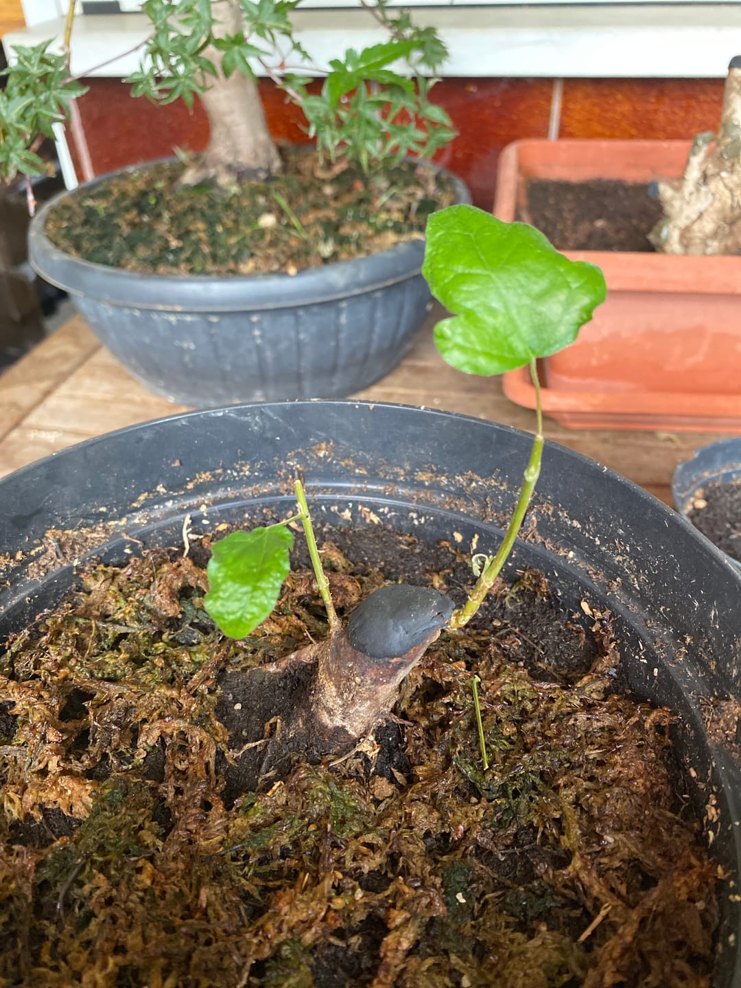 Customer photo review of BLOCK PRO 3.0 CB® MASTICE PROFESSIONALE PER BONSAI 400 gr