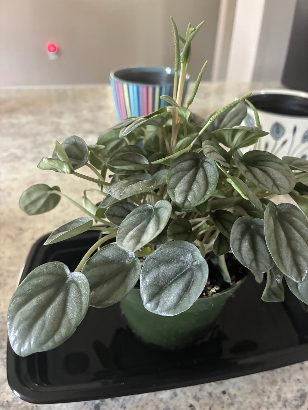 Customer photo review of Peperomia caperata 'Frost'