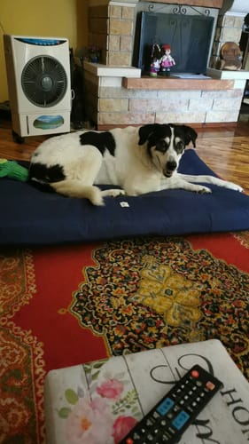 Customer photo review of Materassino Sfoderabile Cotone Unito Siena Navy