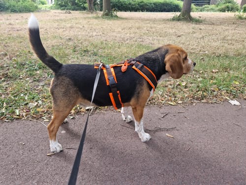 Customer photo review of Y Shaped Dog Harness PROTECT Brown/Neon Orange | AnnyX