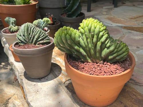 Customer photo review of Pachycereus marginatus Cristata | Crested Mexican Fence Post Cactus