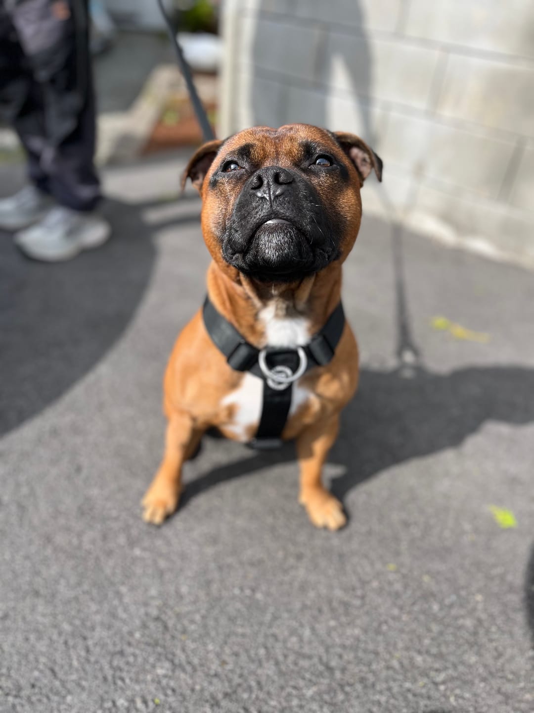 Customer photo review of Training Anti Pull TRI-Harness® | M-XL Breeds - Black