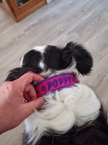 Customer photo review of Neoprene Dog Collar with Name - M | 4Kyon
