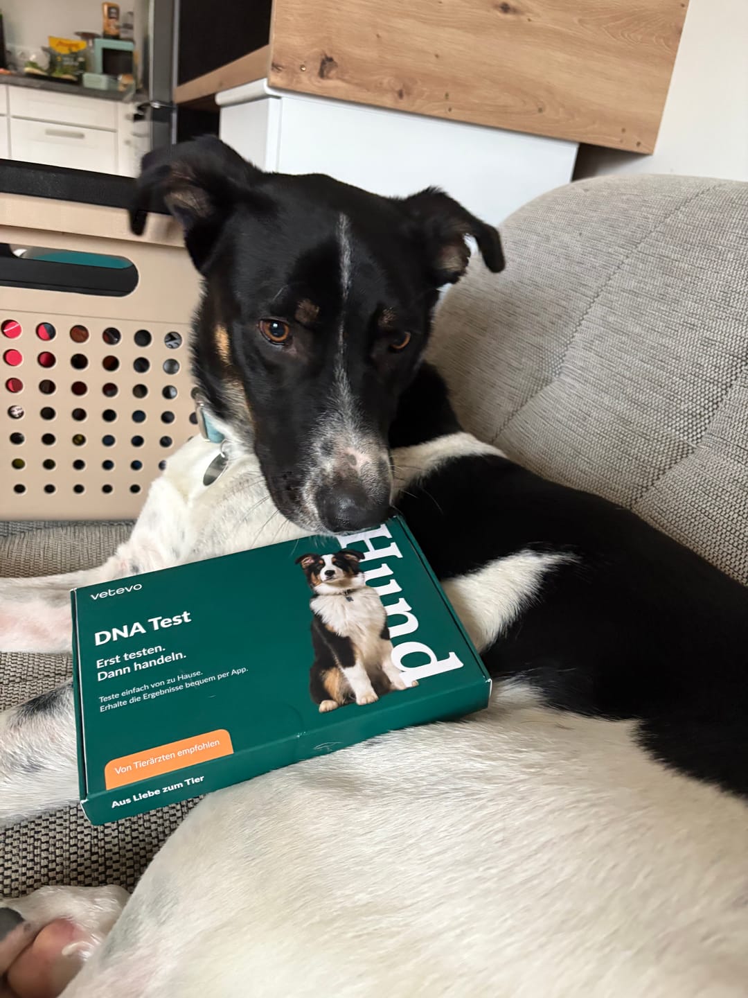 Customer photo review of DNA Test Rassebestimmung Pro Hund