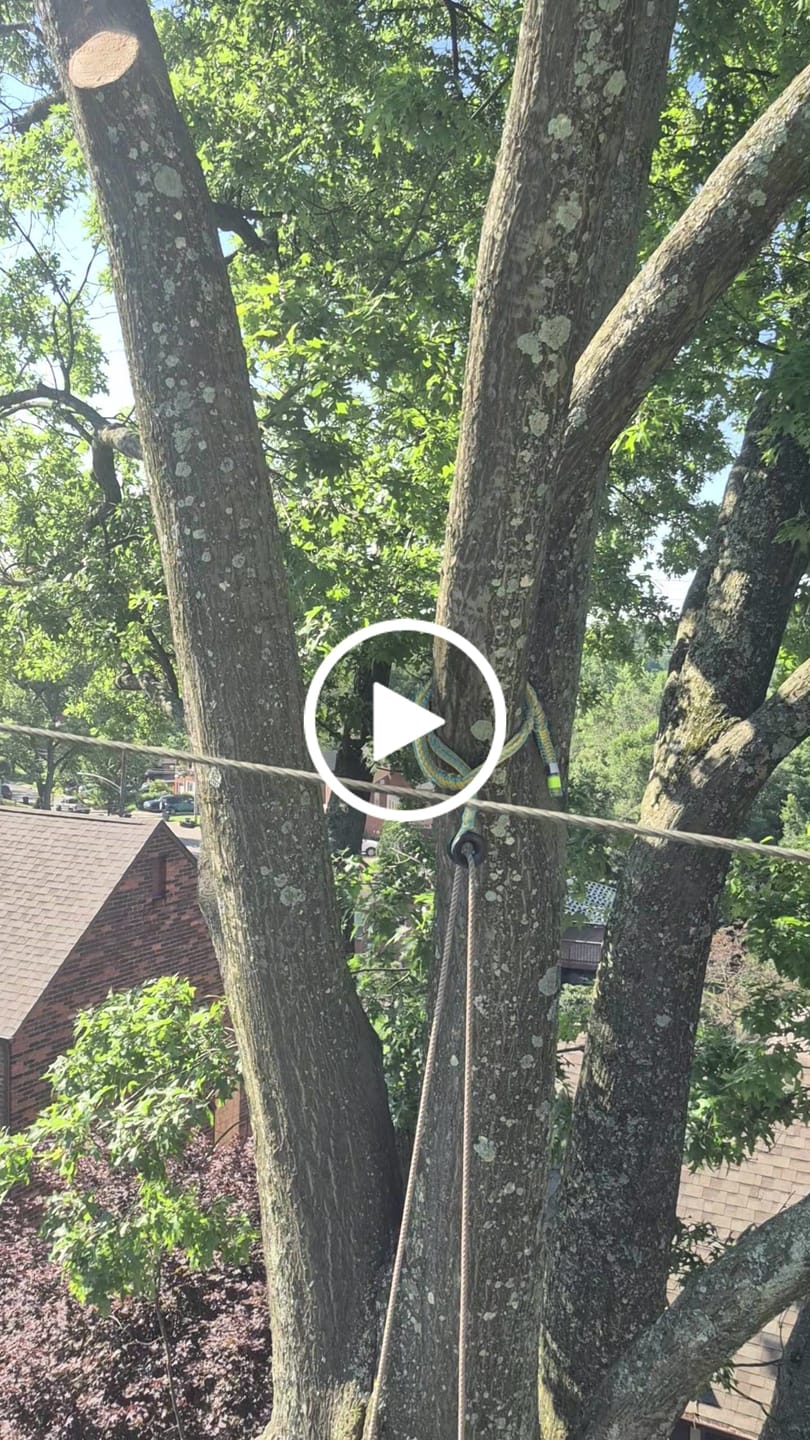 Customer video review of 3/4" Arbo Space LPX Pluto Multi Ring Sling