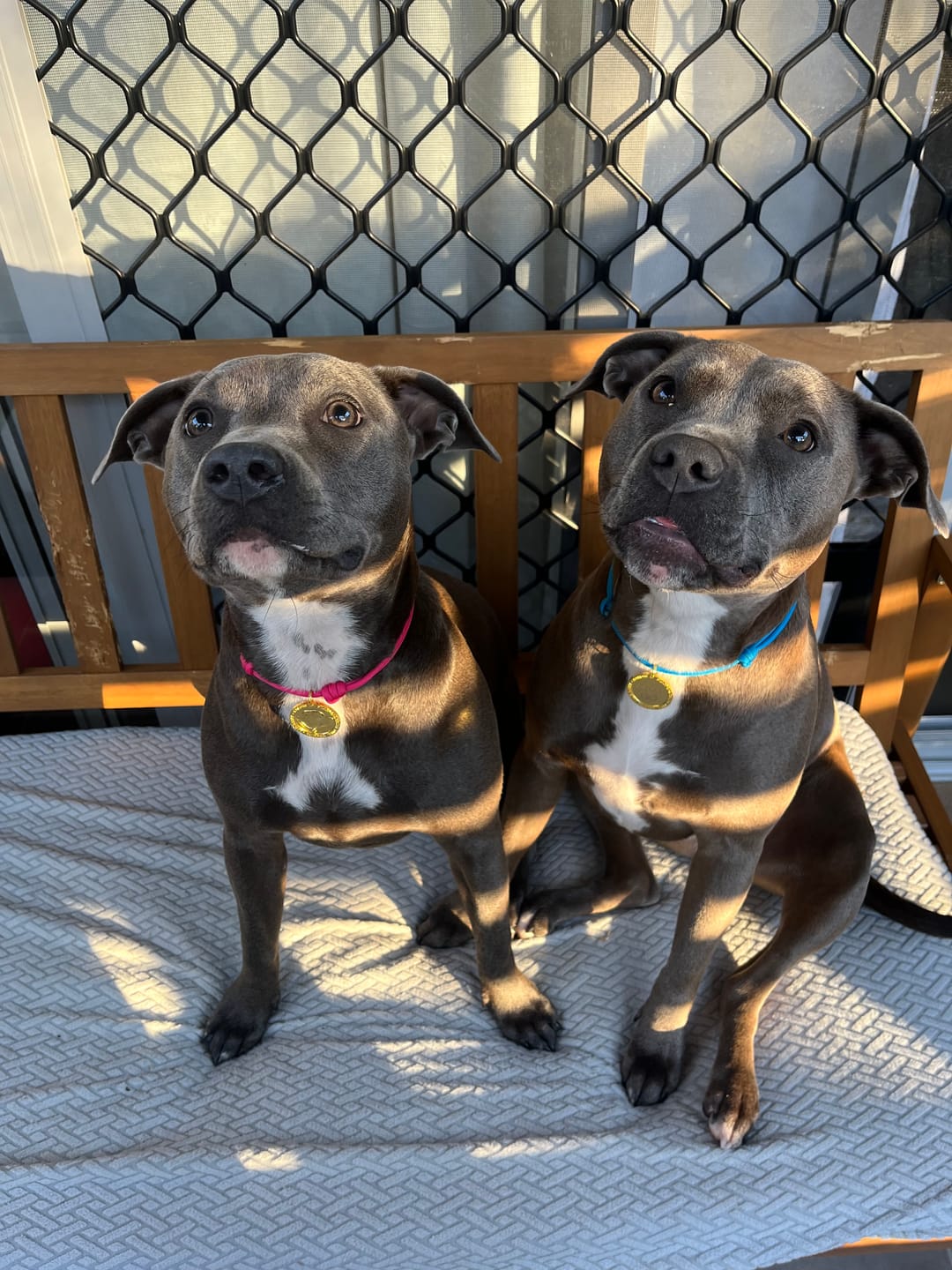 Customer photo review of Staffordshire Bull Terrier 1935® Nametag with Paracord String - Shiny