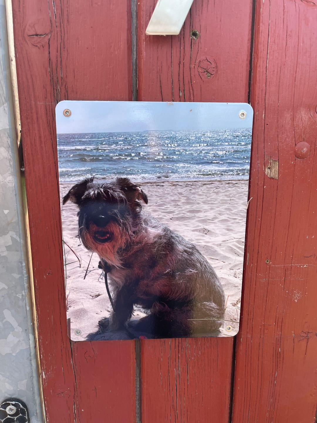 Customer photo review of Hunde-Türschild personalisiert mit Foto & Text (UV- und wetterfest)