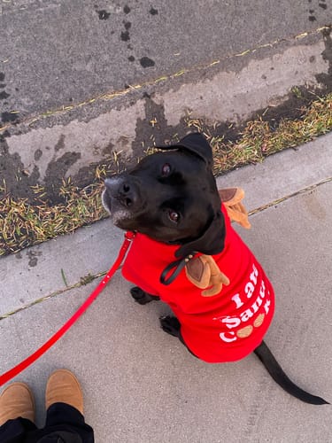 Customer photo review of Biothane Traffic Handle Dog Leash