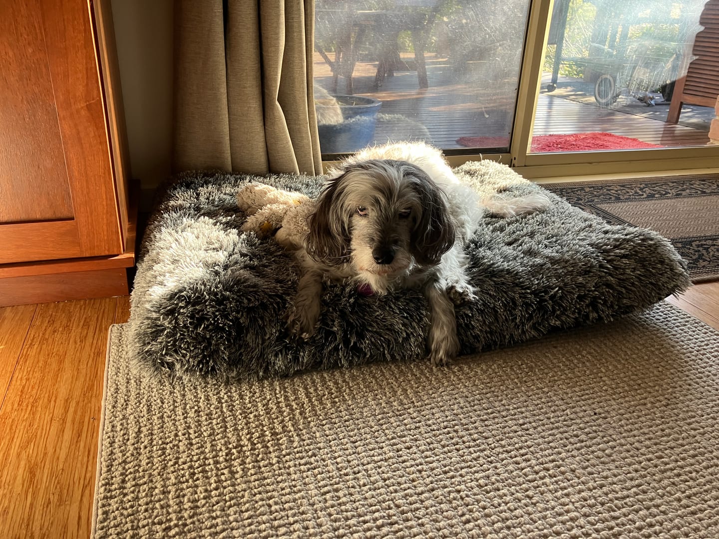Customer photo review of PaWz Premium SuperMat Calming Bed