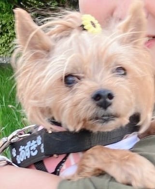 Customer photo review of FunFunPet 高機能ハーネス（お名前タグ作成サービス付き）