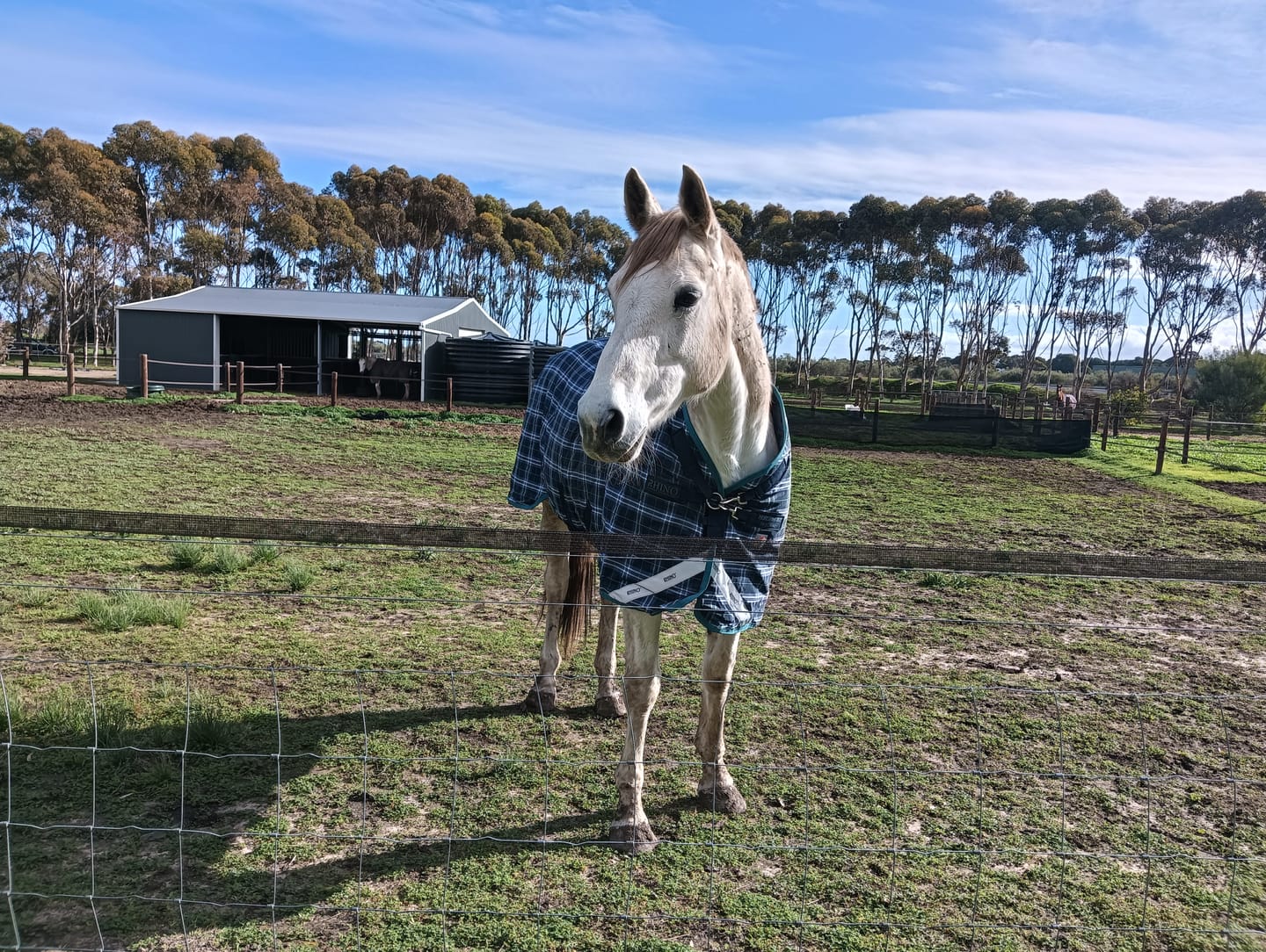 Customer photo review of Rhino Plus Turnout 250g