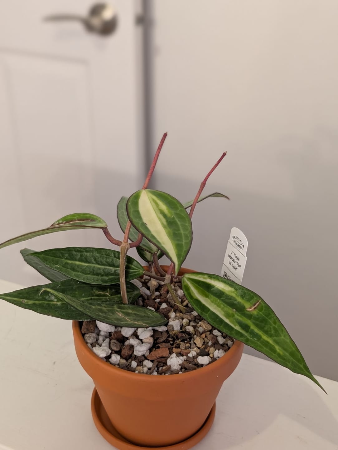 Customer photo review of Hoya latifolia 'Pot of Gold'