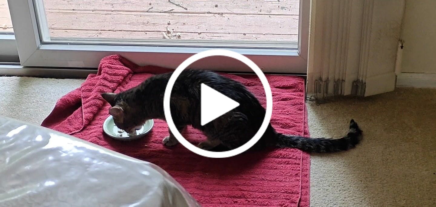 Customer video review of Cat Weight Gain + Hyperthyroidism Support Remedy