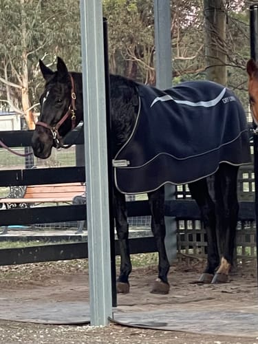 Customer photo review of Horseware Dry Liner