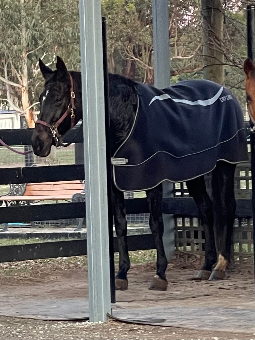 Customer photo review of Horseware Dry Liner