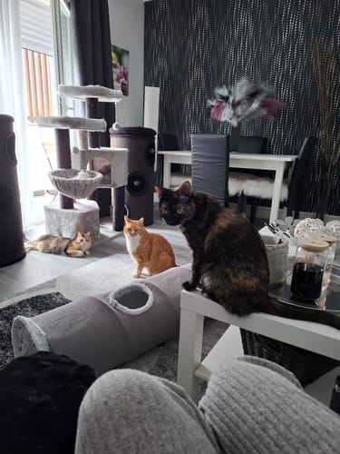 Avis photo d'un client sur Croquettes Chat Stérilisé Sans Céréales - Poulet