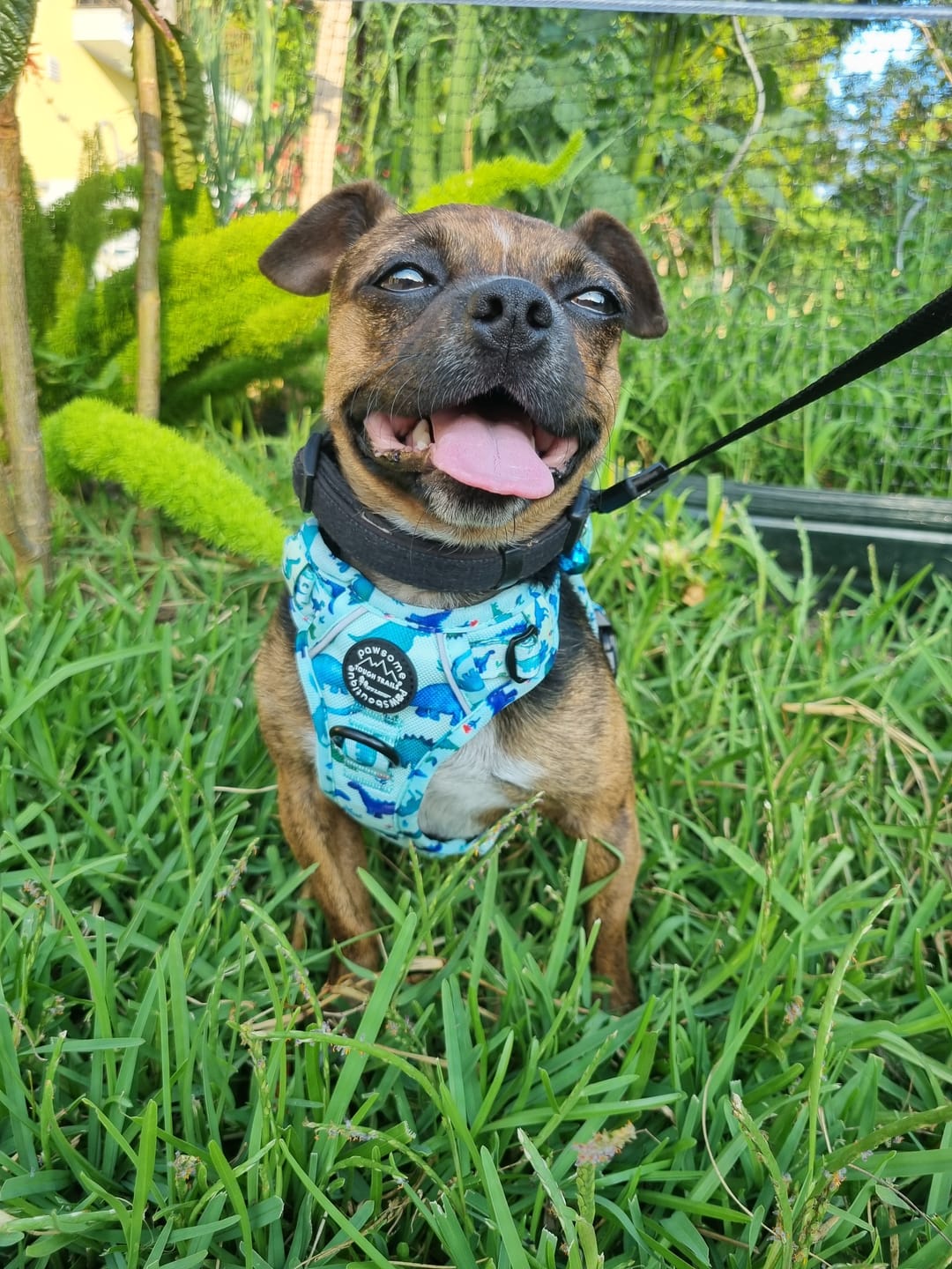 Customer photo review of Tough Trails™ Harness - Dinky Dino