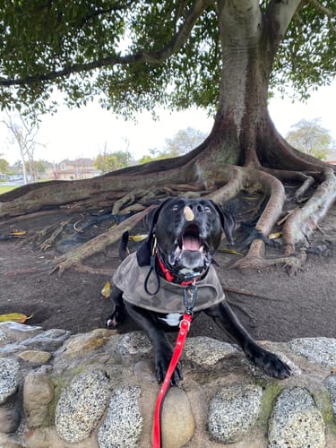 Customer photo review of Biothane Traffic Handle Dog Leash