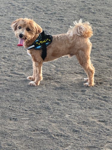 Customer photo review of FunFunPet 高機能ハーネス（お名前タグ作成サービス付き）