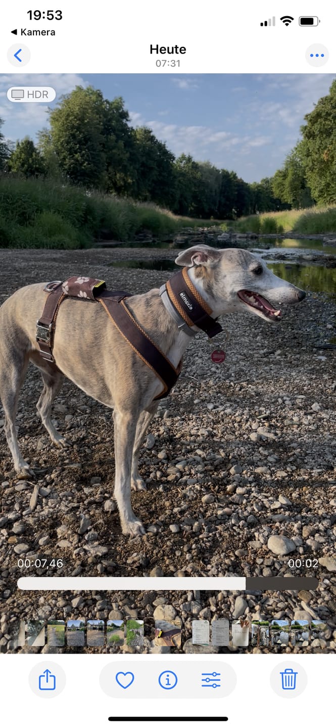 Customer photo review of Windhundgeschirr FUN "Toffee"