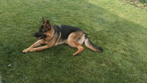 Customer photo review of Paté Supreme Free Salmón