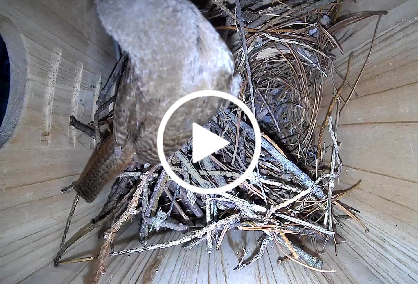 Customer video review of Birdfy Nest Ebony - Wooden Smart Birdhouse