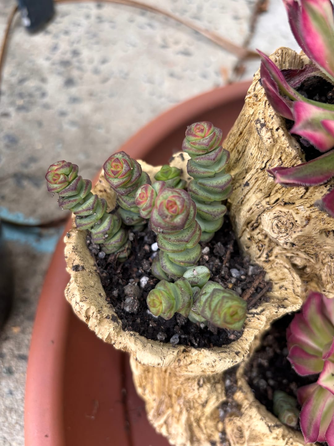 Customer photo review of Crassula Baby's Necklace