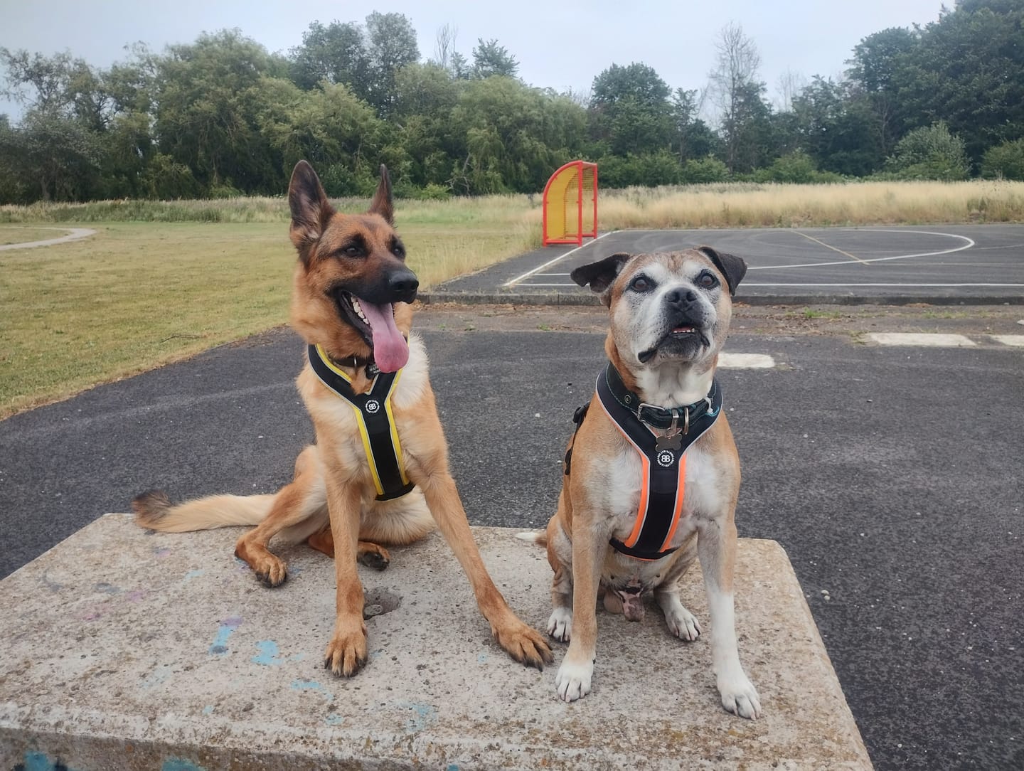 Customer photo review of Slip on Harness | Foam Padded - Black x Yellow