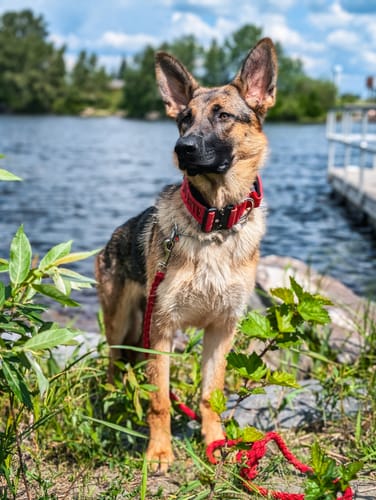 Customer photo review of 2" Tactik Dog Collar - Apple