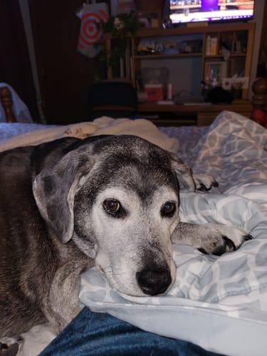 Customer photo review of Petsmont Buddy Guard Large Dog