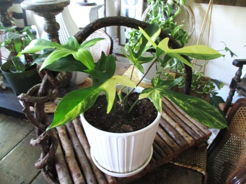 Customer photo review of Philodendron 'Florida Beauty'